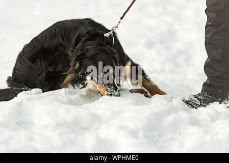 Eigentümer ist Laufen mit seinem Berner Sennenhund. Naughty Dog ​​Pulls und weigert sich, an der Leine Stockfoto