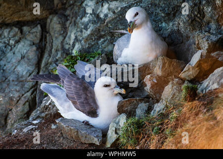 Paar Eissturmvögel (Fulmarus glacialis), die gemütlich in ihrem Nest zwischen Felsen im Wind schattigen Ort an exponierten Klippen. Bray, Co Wicklow, Irelan Stockfoto