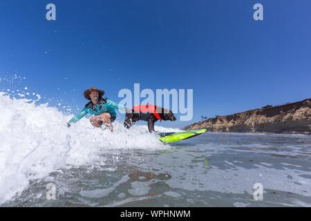 Delmar, CA, USA. 9 Sep, 2019. Jeder hat eine gute Zeit, wenn die Hunde auf den Strand in Delmar. Die Brandung Hund Surf-A-Thon Fundraiser in Del Mar hilft Helen Woodward Animal Center Kapital für Waisen Haustiere. Die Brandung Hund Surf-A-Thon findet jedes Jahr im September, bei Del Mar Hund Strand, in San Diego County, Kalifornien. Credit: Daren Fentiman/ZUMA Draht/Alamy leben Nachrichten Stockfoto
