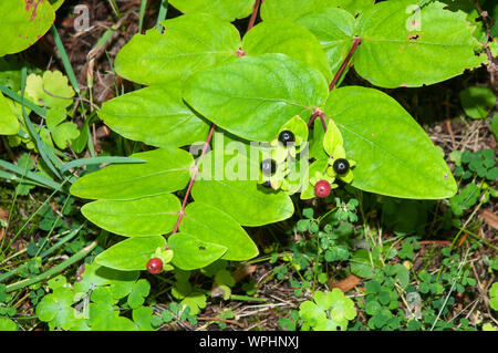 Twig von Hypericum androsaemum oder tutsan mit Beeren und wechselt die Farbe während des Reifeprozesses von Rot zu Schwarz Stockfoto