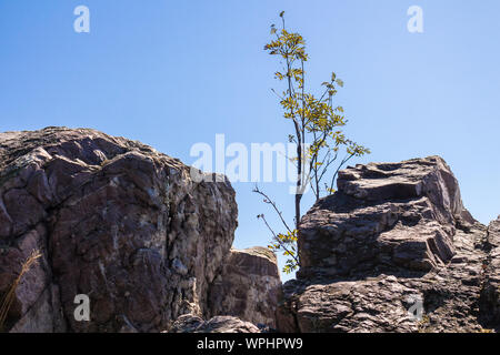 Felsen auf dem Hügel von einem Wald, mit einem Baum wächst. Hell blau Spätsommer Himmel. Modra, Kleine Karpaten, Slowakei. Stockfoto