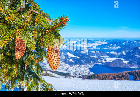 Genießen Sie die verschneite Alpenlandschaft und deep blue Oberfläche der Wolfgangsee, hinter den schönen grünen gesehen Zweig mit Kegel, Zwolferhorn, St Fichte Stockfoto