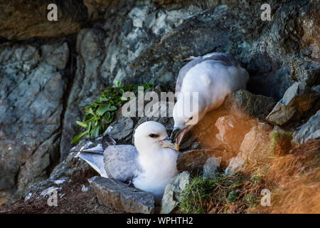 Paar Eissturmvögel (Fulmarus glacialis) sitzen auf ihrem Nest zwischen Felsen im Wind schattigen Ort an exponierten Klippen. Bray, Co Wicklow, Irland. Stockfoto