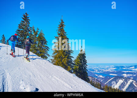 St. Gilgen, Österreich - Februar 23, 2019: Das Paar der Skifahrer bergauf zum Gipfel des Mount Zwolferhorn entlang der steilen Trail, mit hohen Pinien gesäumt Stockfoto