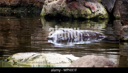 Hippopotamus in einem Wasserloch in Afrika, Tansania schlafen. Stockfoto
