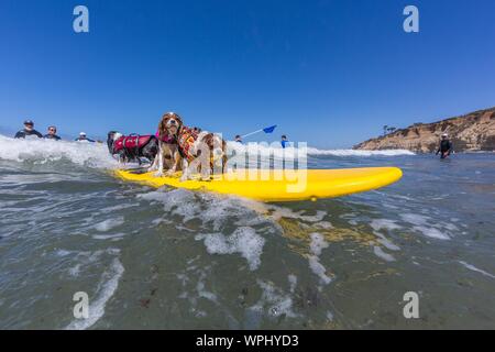 Delmar, CA, USA. 9 Sep, 2019. Jeder hat eine gute Zeit, wenn die Hunde auf den Strand in Delmar. Die Brandung Hund Surf-A-Thon Fundraiser in Del Mar hilft Helen Woodward Animal Center Kapital für Waisen Haustiere. Die Brandung Hund Surf-A-Thon findet jedes Jahr im September, bei Del Mar Hund Strand, in San Diego County, Kalifornien. Credit: Daren Fentiman/ZUMA Draht/Alamy leben Nachrichten Stockfoto