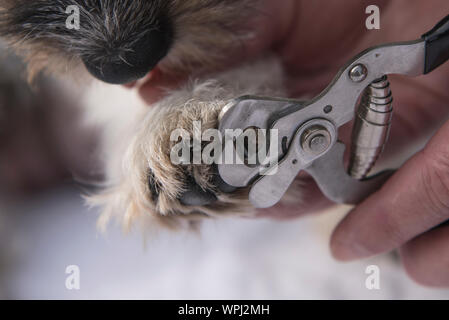 Krallen schneiden durch eine süße Jack Russell Terrier Hund. Close-up Stockfoto