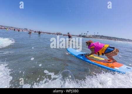 Delmar, CA, USA. 9 Sep, 2019. Jeder hat eine gute Zeit, wenn die Hunde auf den Strand in Delmar. Die Brandung Hund Surf-A-Thon Fundraiser in Del Mar hilft Helen Woodward Animal Center Kapital für Waisen Haustiere. Die Brandung Hund Surf-A-Thon findet jedes Jahr im September, bei Del Mar Hund Strand, in San Diego County, Kalifornien. Credit: Daren Fentiman/ZUMA Draht/Alamy leben Nachrichten Stockfoto