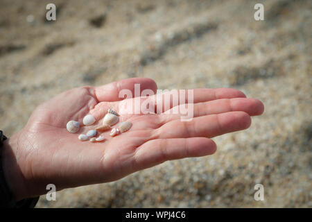 Viele Muscheln auf der Frau Hände im Abendlicht. Stockfoto