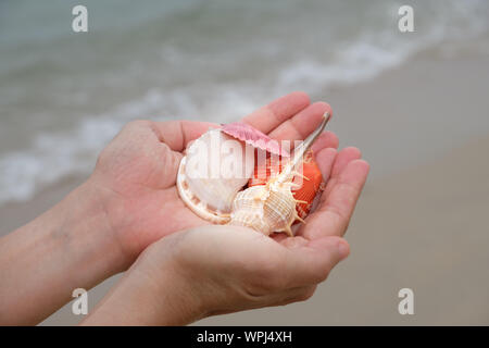 Viele Muscheln auf der Frau Hände durch das Meer. Stockfoto