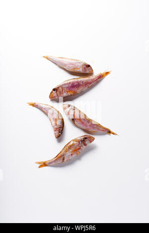 Rohe rote Meerbarbe Fisch Stockfoto
