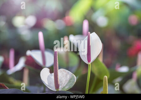 Rosa anthurium Blumen blühen im Garten mit grünen Blättern ein Stockfoto