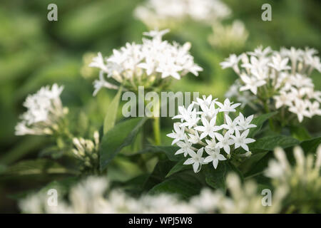 Weiß Pentas Integrifolia oder ägyptischen Star cluster Blumen blühen im Garten. Stockfoto