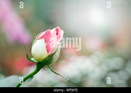 Rosa gelbe Rosen im Garten, Chiang Mai, Thailand. Stockfoto