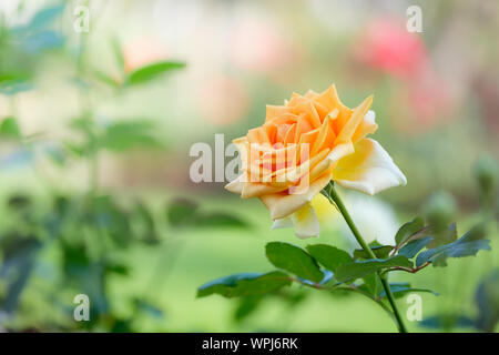 Orange-gelbe Rosen im Garten, Chiang Mai, Thailand. Stockfoto