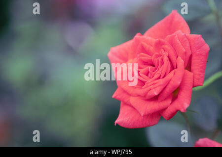 Orange rote Rosen im Garten, Chiang Mai, Thailand. Vintage Ton. Stockfoto