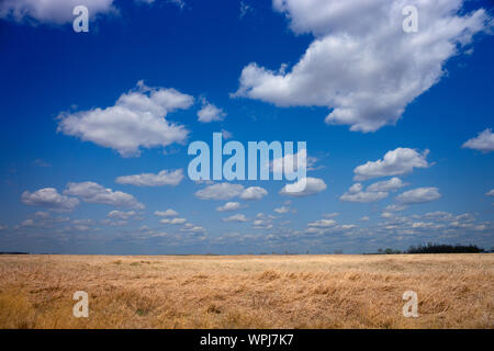 Breite ecpanse von trockenen, Braun priarie Gras unter einem blauen Himmel mit weißen Wolken im Spätherbst, North Dakota, USA Stockfoto