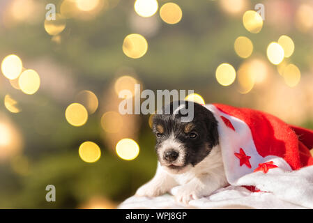 Süße Weihnachten Jack Russell Terrier Welpe Hund liegt in einer Kappe vor unscharfen Hintergrund Stockfoto