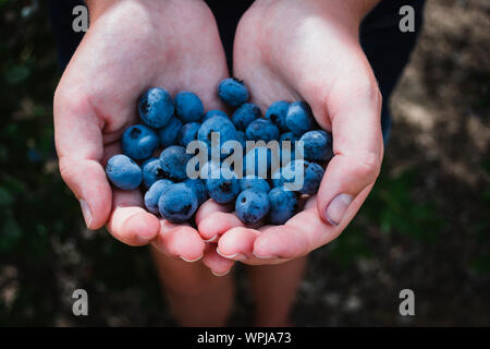 Handvoll frisch gepflückte Blaubeeren aus einem Blueberry Farm Stockfoto