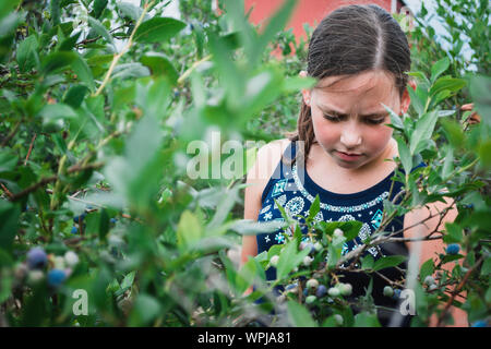 Junge Mädchen pflücken Heidelbeeren auf einem Blueberry Farm im Mittleren Westen Stockfoto