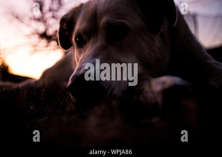 Ein husky mutt Hund legt in einem Montana Hinterhof bei Sonnenuntergang Stockfoto