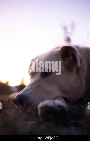 Ein Husky Hund legt in einem Hinterhof in Montana Stockfoto