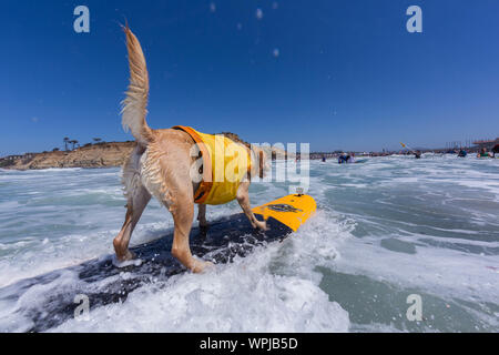 Delmar, CA, USA. 9 Sep, 2019. Jeder hat eine gute Zeit, wenn die Hunde auf den Strand in Delmar. Die Brandung Hund Surf-A-Thon Fundraiser in Del Mar hilft Helen Woodward Animal Center Kapital für Waisen Haustiere. Die Brandung Hund Surf-A-Thon findet jedes Jahr im September, bei Del Mar Hund Strand, in San Diego County, Kalifornien. Credit: Daren Fentiman/ZUMA Draht/Alamy leben Nachrichten Stockfoto