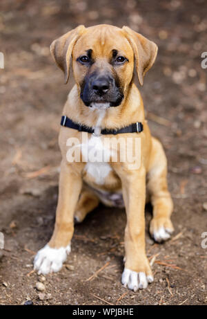 Rhodesian Ridgeback Hündin Welpe portrait. Stockfoto