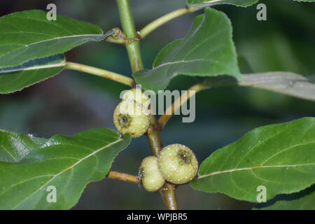 Herbst bild Frucht am Baum Stockfoto