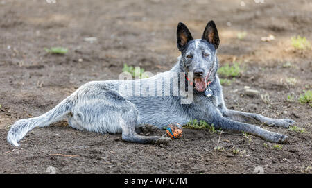 Australian Cattle Dog männlichen ruht in der Nähe von eine Kugel. Off-Leine Hund Park in Nordkalifornien. Stockfoto