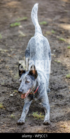 Australian Cattle Dog Mann in Kugel jagen Erwartung darstellen. Off-Leine Hund Park in Nordkalifornien. Stockfoto