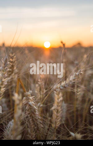 Sonnenuntergang über der goldene Weizen Feld in der Normandie - Portrait Version Stockfoto