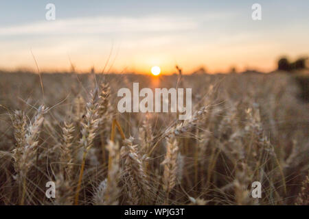 Sonnenuntergang über der goldene Weizen Feld in der Normandie - Portrait Version Stockfoto