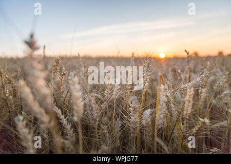 Sunset over Golden Wheat Field in Normandy - Portrait version Stockfoto