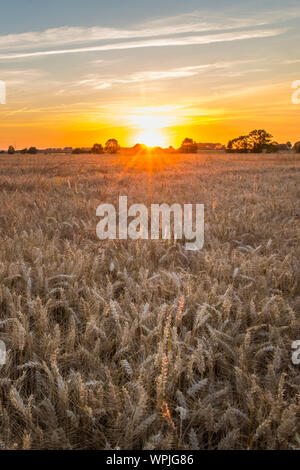 Sonnenuntergang über der goldene Weizen Feld in der Normandie - Portrait Version Stockfoto