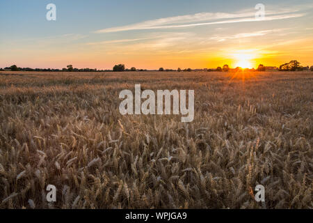 Sonnenuntergang über der goldene Weizen Feld in der Normandie - Portrait Version Stockfoto