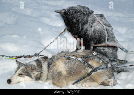 Huskys in Norwegen liegen in den Schnee in der Nähe von Tromsø Stockfoto