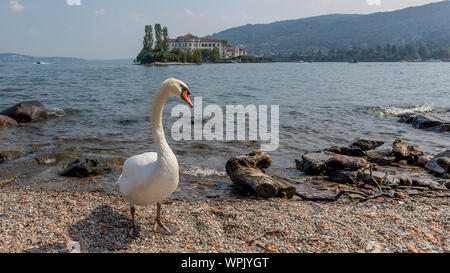 Super White Swan am Strand von Isola Superiore oder dei Pescatori, Lago Maggiore, Isola Bella im Hintergrund, Stresa, Italien Stockfoto