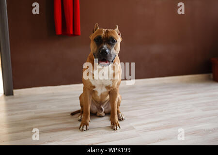 Foto der jungen Hübschen home Hund. American Staffordshire Terrier, Pit Bull Terrier Stockfoto