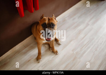 Foto der jungen Hübschen home Hund. American Staffordshire Terrier, Pit Bull Terrier Stockfoto