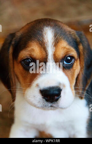beagle Welpe. Ein Monat alt. Ein Foto. Stockfoto