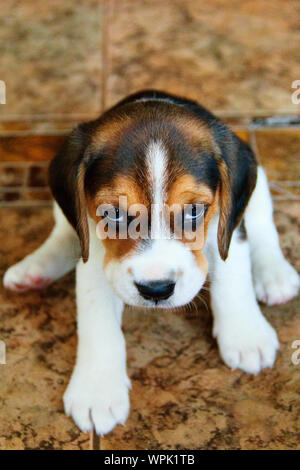 Wütend Beagle Welpen. Einen Monat alt. Ein Foto. Stockfoto