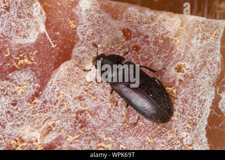 Zweifarbig, Behaarter Speckkäfer Dermestes haemorrhoidalis, Dermestes gulo, haut Käfer, Schwarz Speisekammer Käfer, Verbrennungsanlage Käfer, Speckkäfer, Dermesti Stockfoto