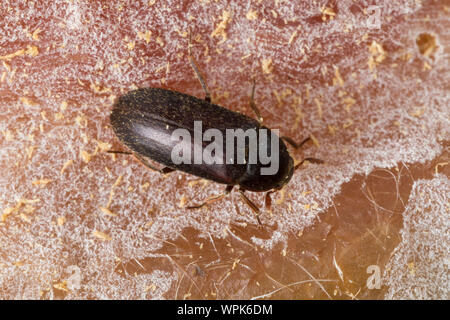 Zweifarbig, Behaarter Speckkäfer Dermestes haemorrhoidalis, Dermestes gulo, haut Käfer, Schwarz Speisekammer Käfer, Verbrennungsanlage Käfer, Speckkäfer, Dermesti Stockfoto