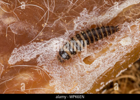 Zweifarbig, Dove, Behaarter Speckkäfer Dermestes haemorrhoidalis, Dermestes gulo, Haut, Schwarz Speisekammer Käfer Käfer, Verbrennungsanlage Käfer, Larven, Larven Stockfoto