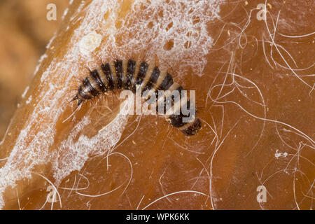 Zweifarbig, Dove, Behaarter Speckkäfer Dermestes haemorrhoidalis, Dermestes gulo, Haut, Schwarz Speisekammer Käfer Käfer, Verbrennungsanlage Käfer, Larven, Larven Stockfoto