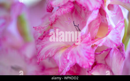Nahaufnahme der rosafarbenen und weißen Blumen Gladiolen Stockfoto