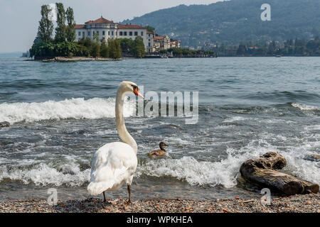 Super White Swan und kleine Ente, schwimmt auf dem Wasser des Lago Maggiore und die Isola Bella im Hintergrund, Stresa, Italien Stockfoto