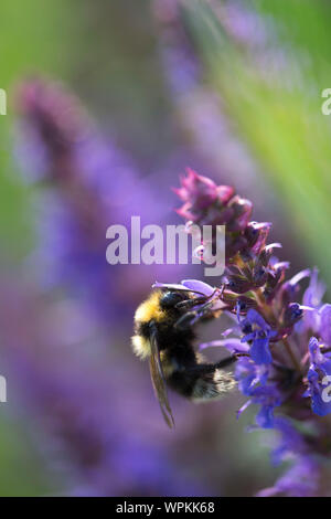 Hummel mit Schwanzflosse auf Blumen Stockfoto