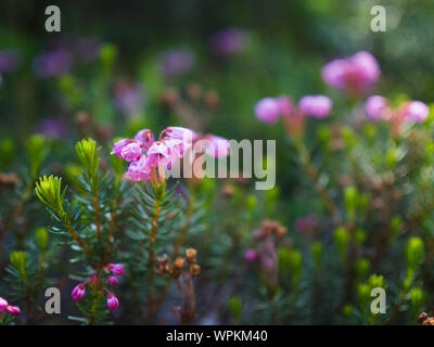 Erica-Blumen in einer Heide in Deutschland Stockfoto